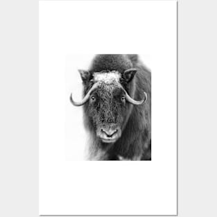 Muskox in winter Posters and Art